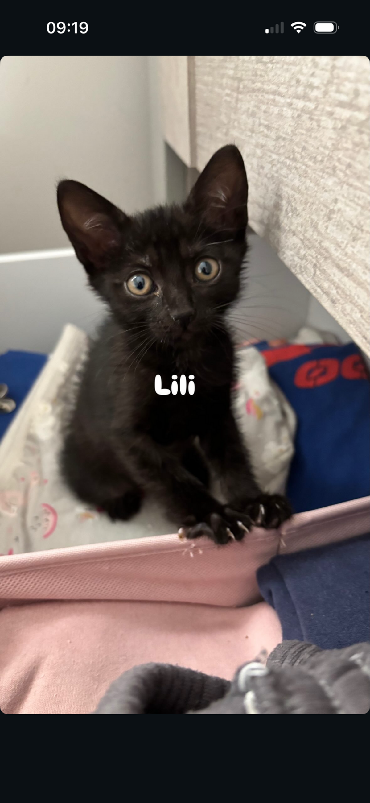 Adoption LILI