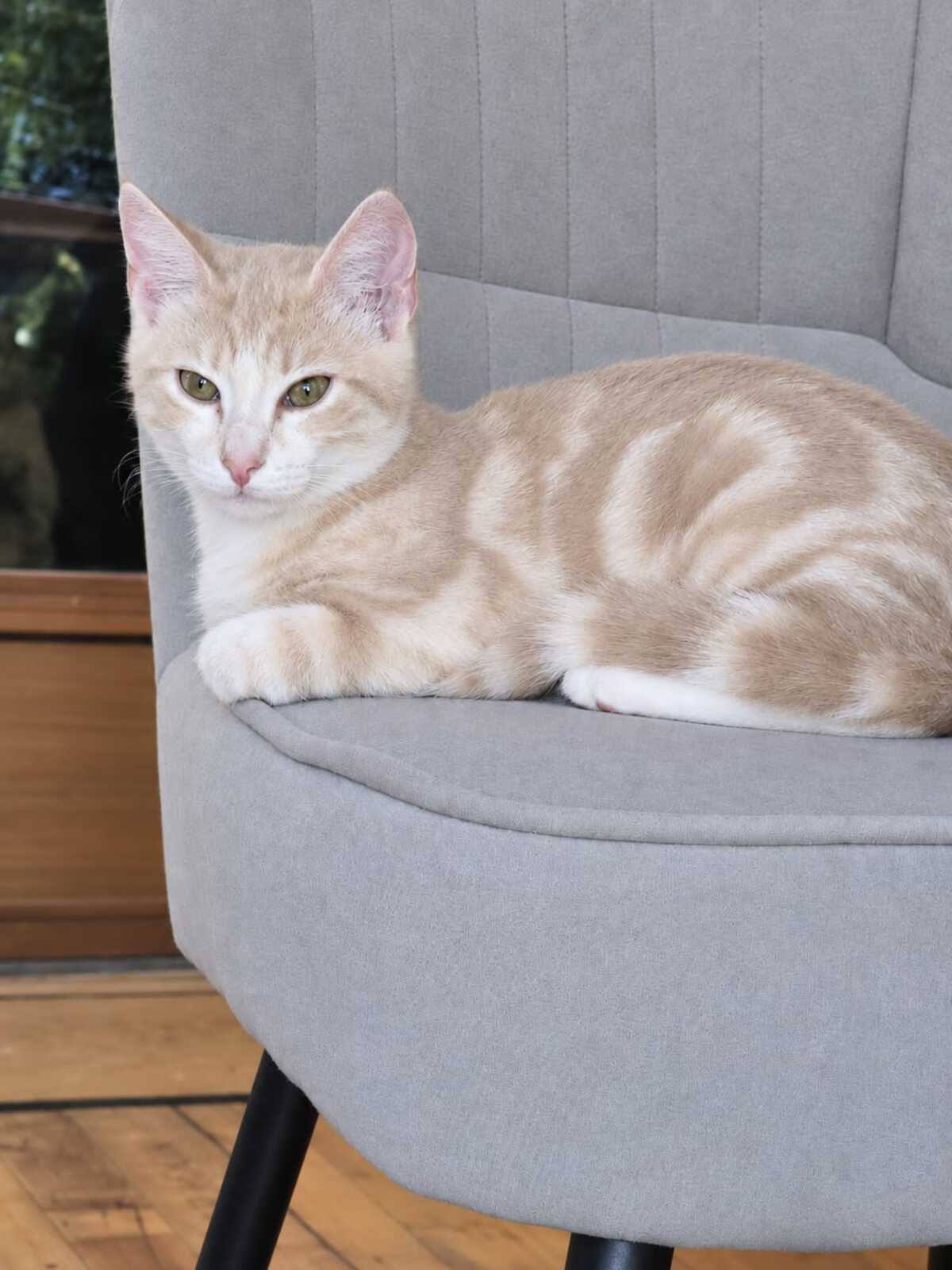 Adoption Balou