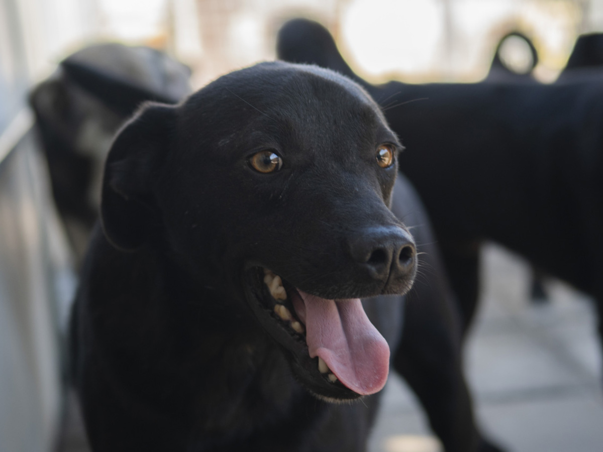Adoption Rasko