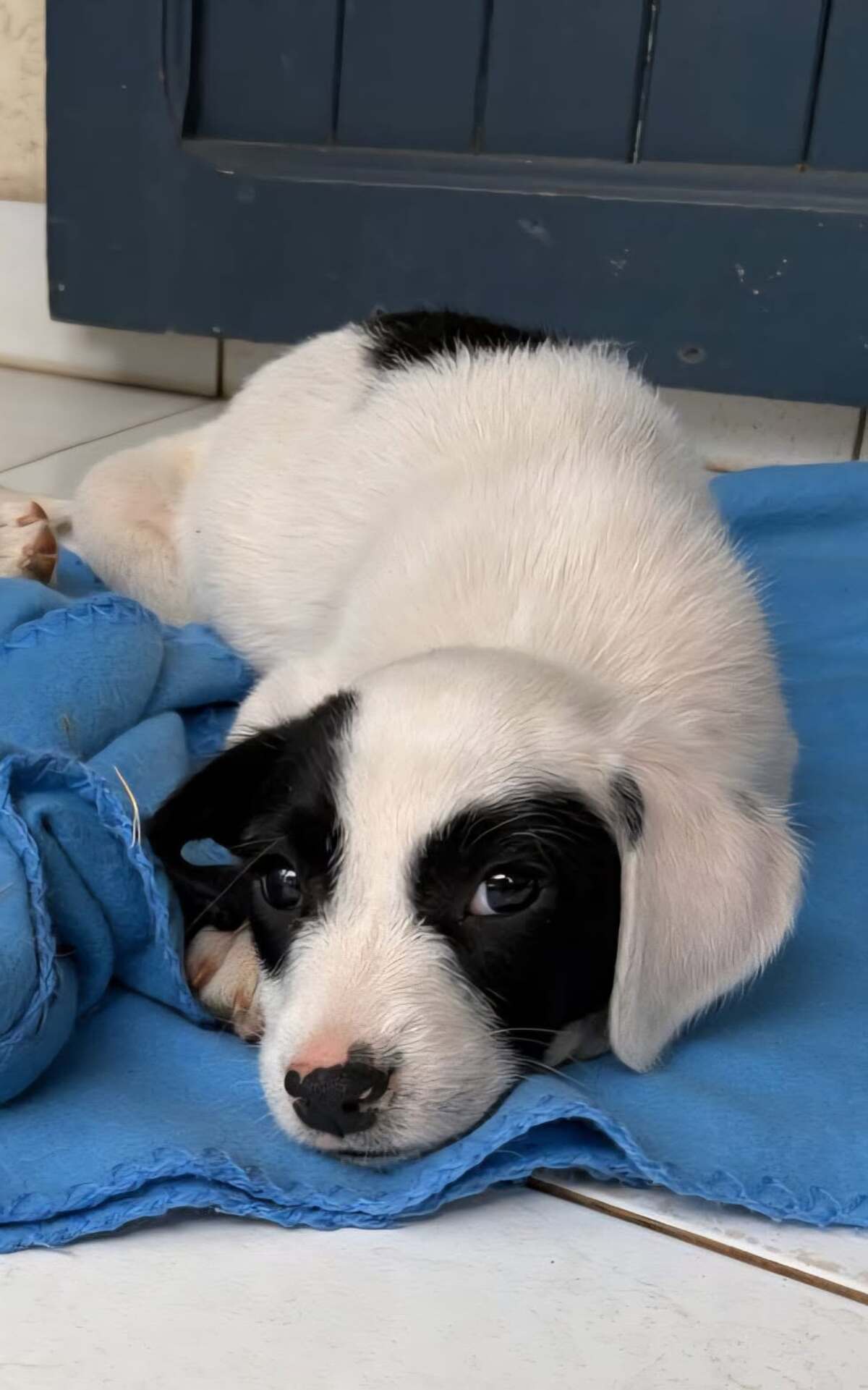 Adoption Billy