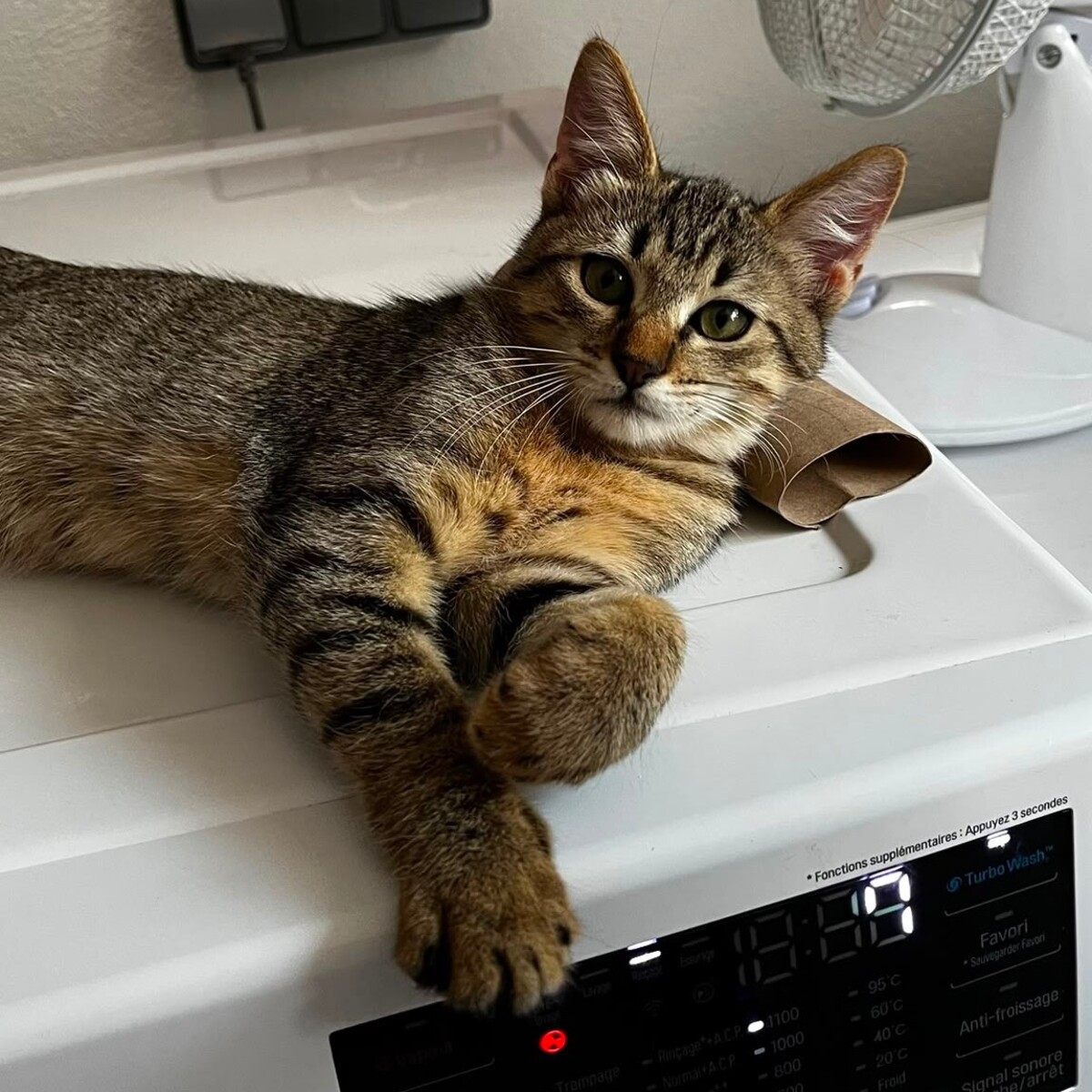 Adoption BABOU