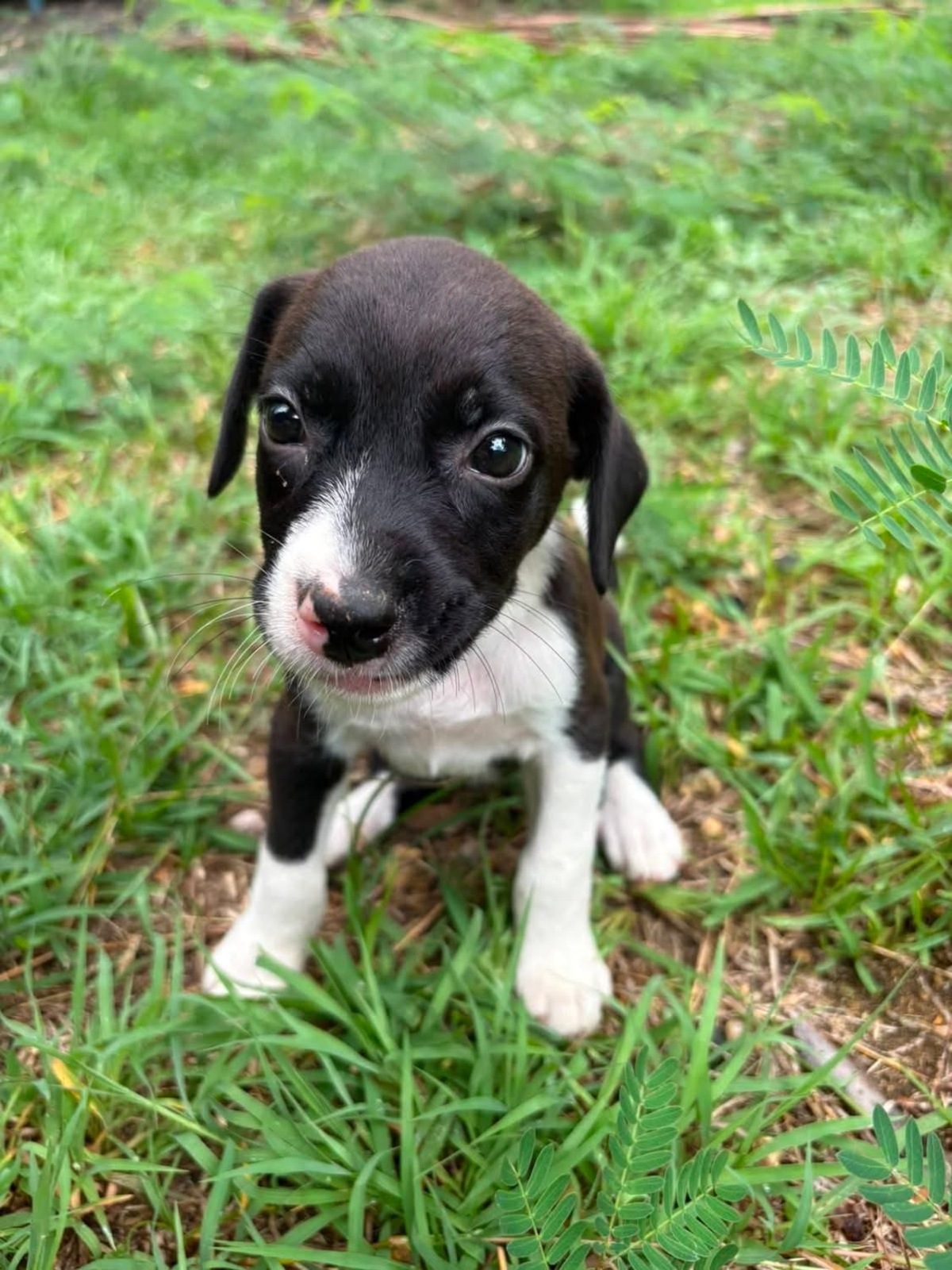 Adoption Nouche