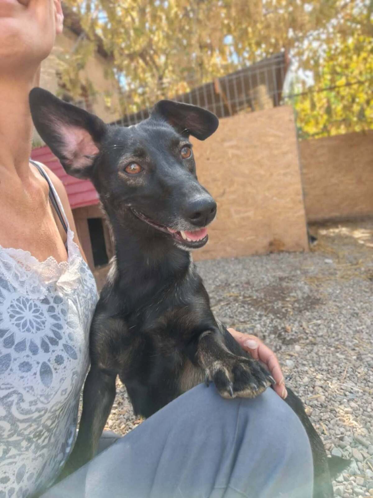 Adoption Melba