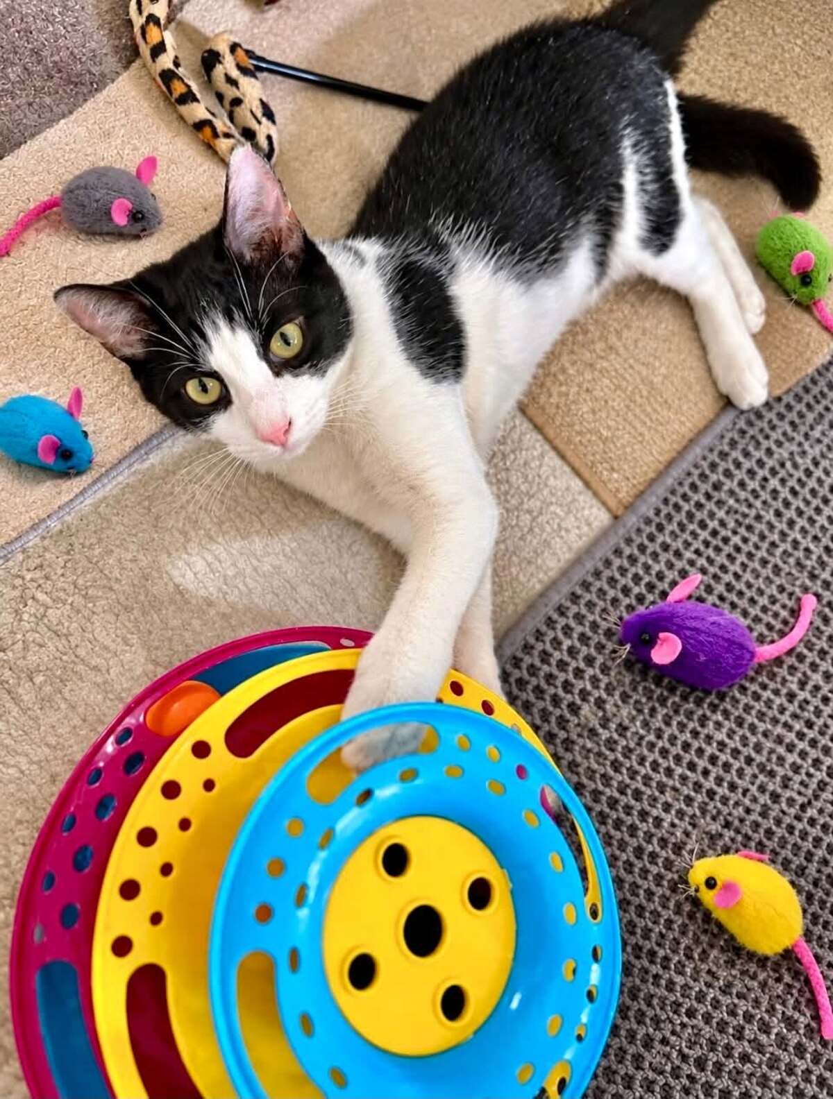 Adoption Ben