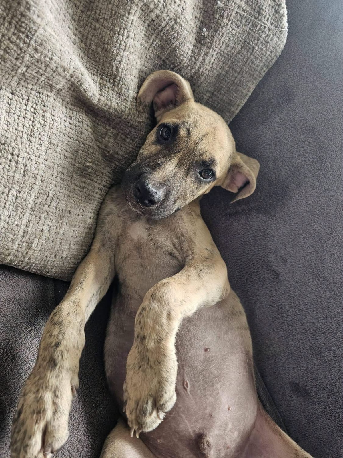 Adoption Fenzo