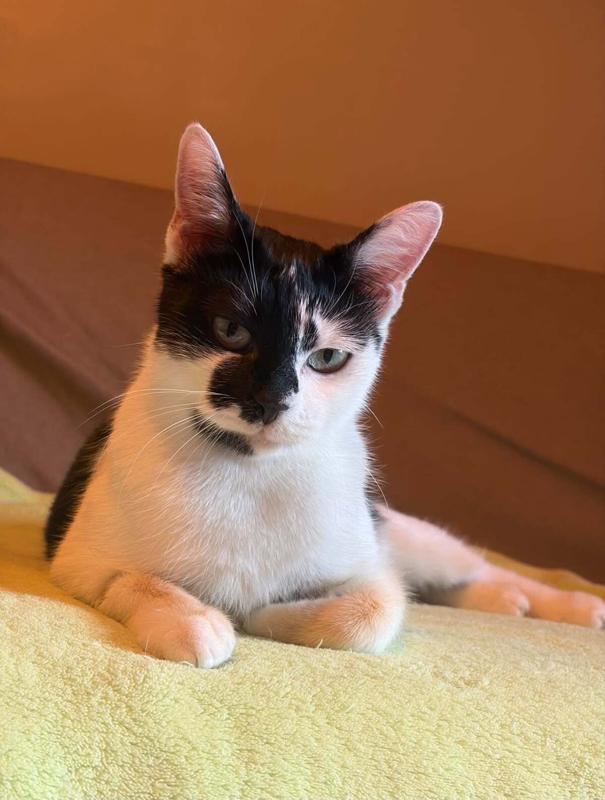 Adoption Alabama