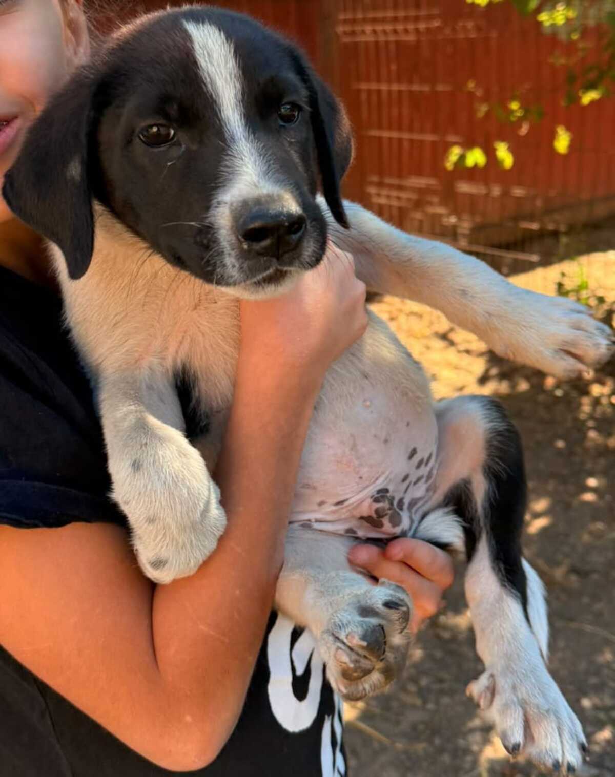 Adoption Lorin