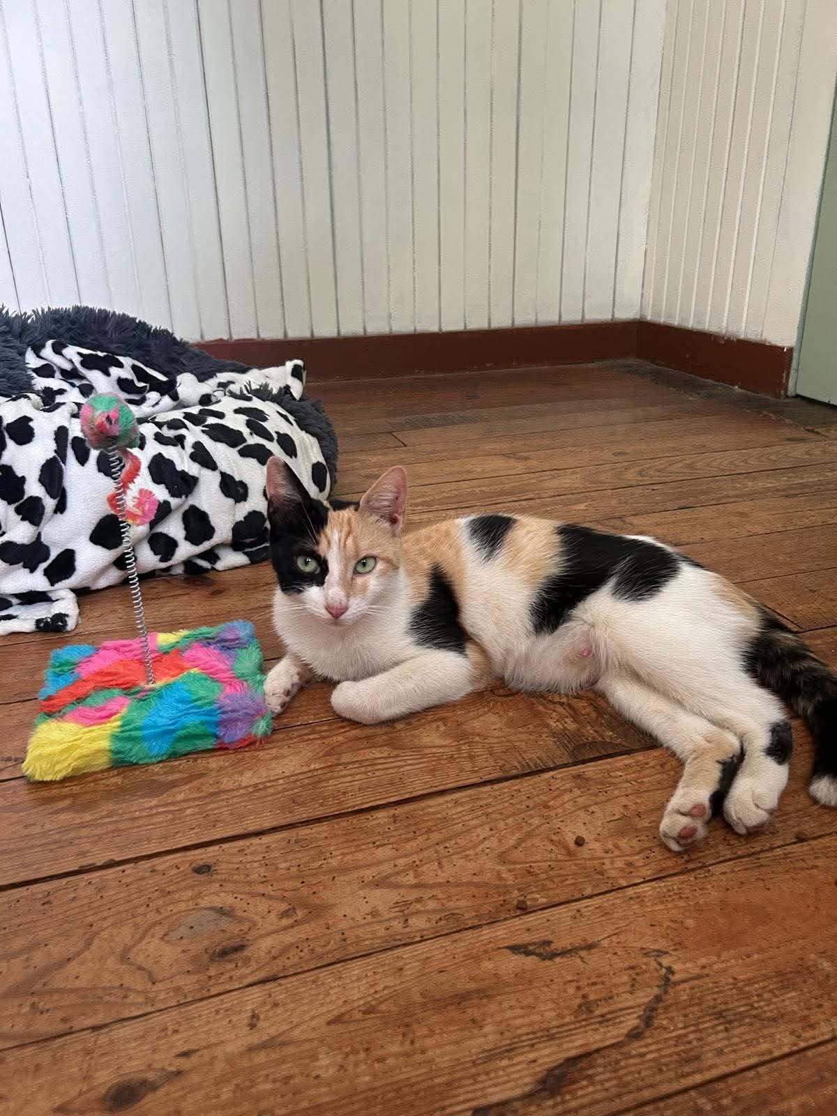 Adoption Milky