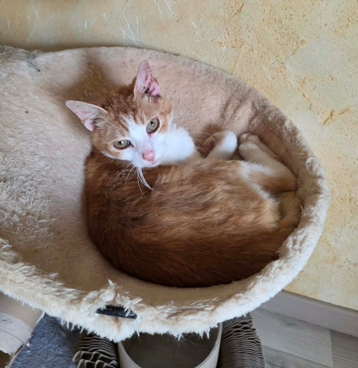 Adoption Stan
