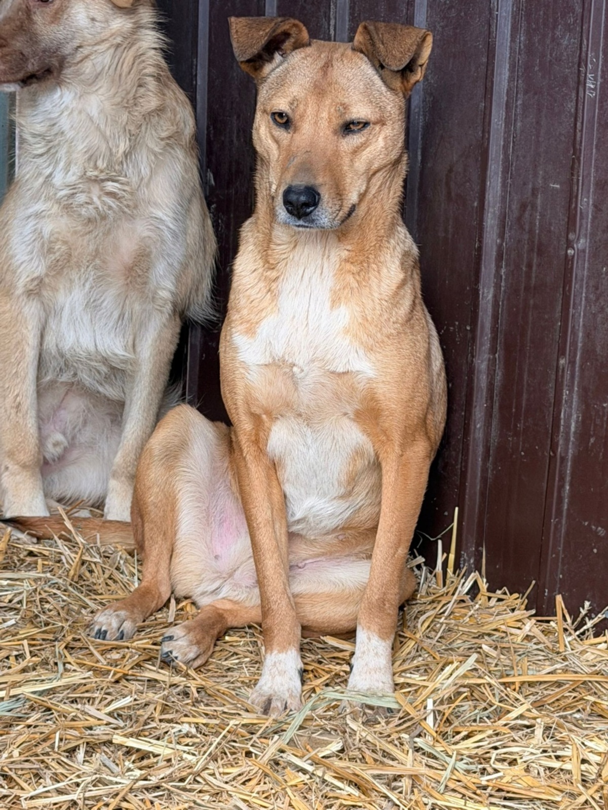 Adoption Mindy