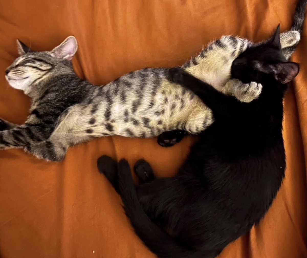 Adoption BLAKE ET BILLIE 