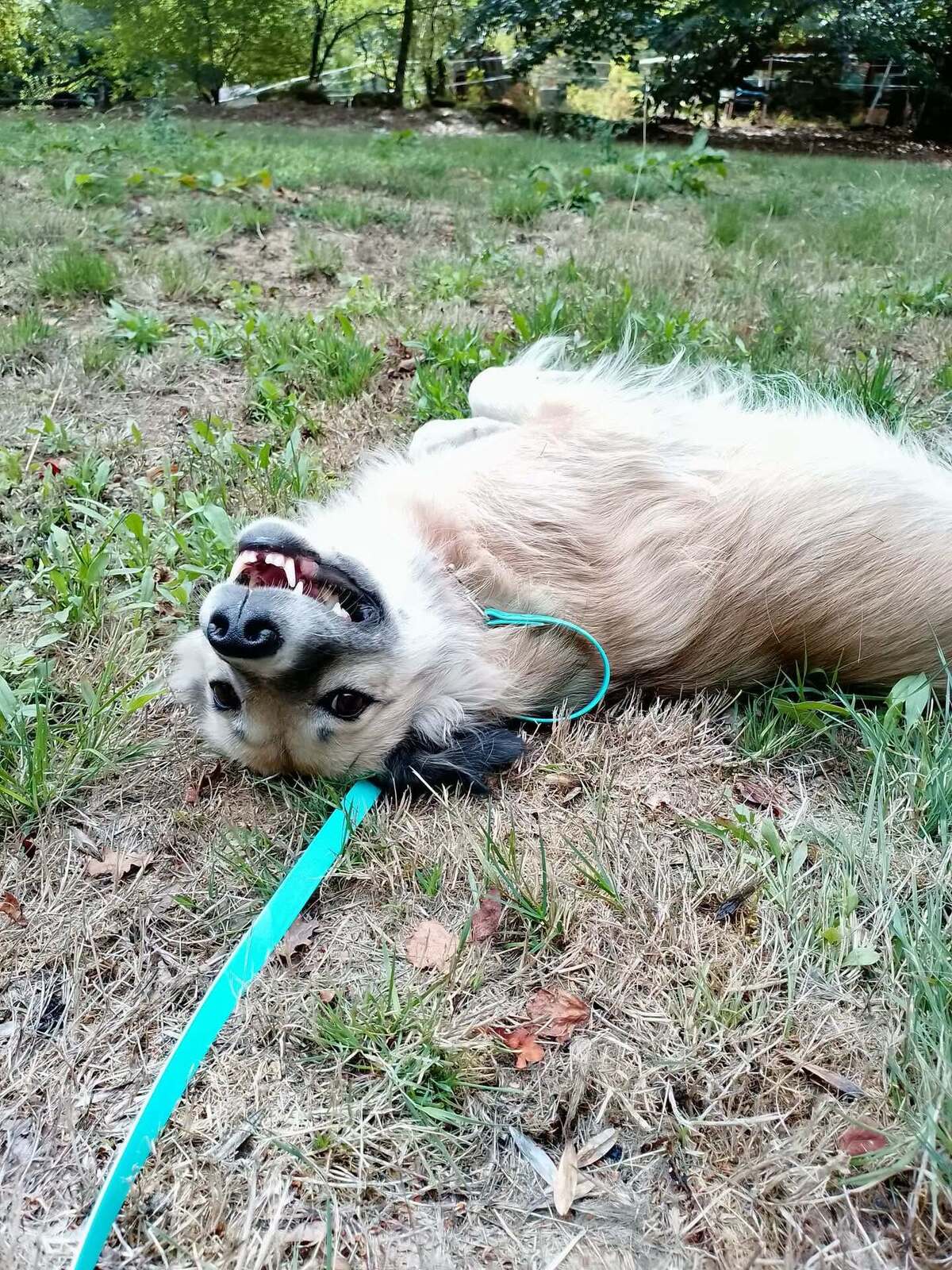 Adoption Nope