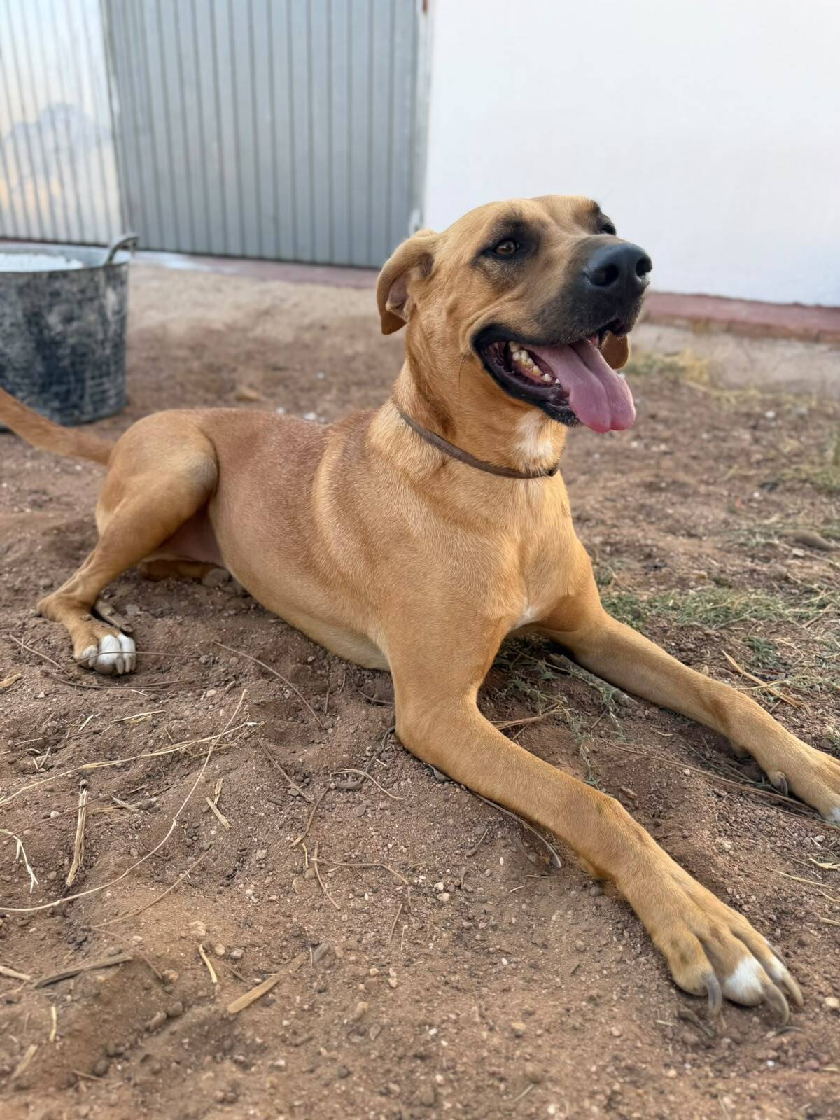 Adoption Simba