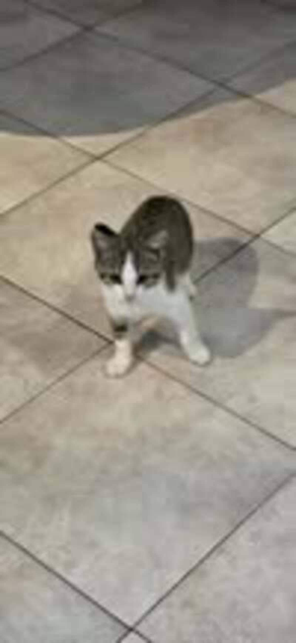 Adoption Loki