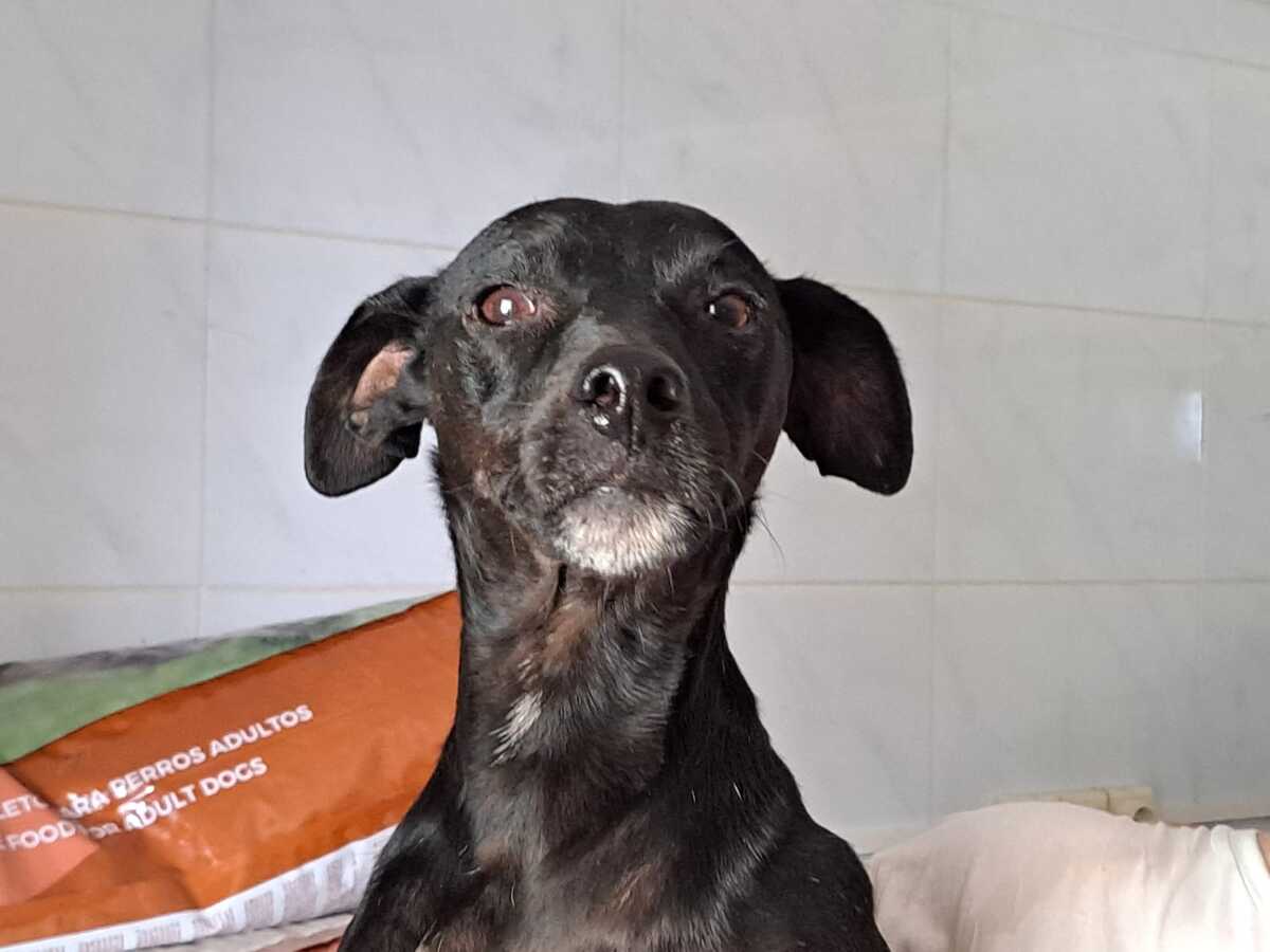 Adoption Helio