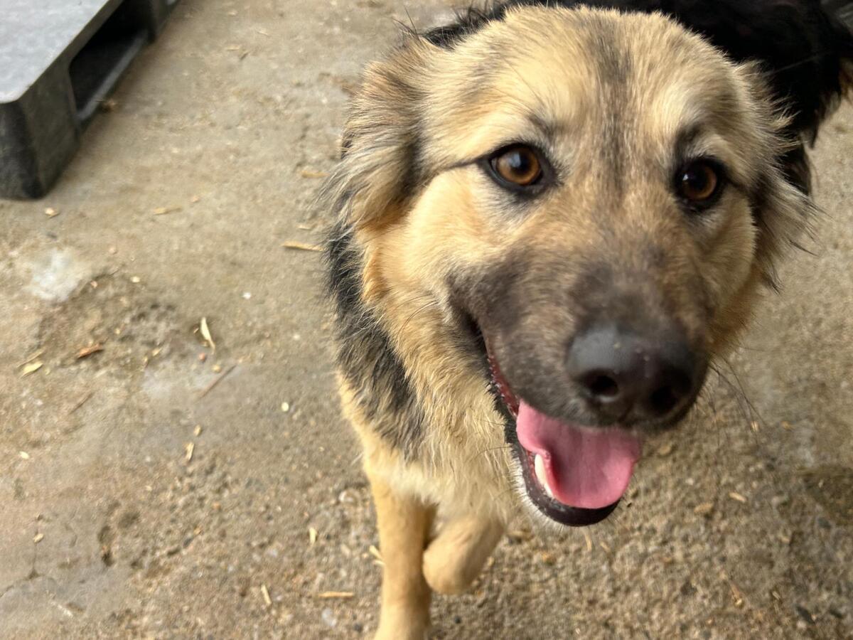Adoption Edda