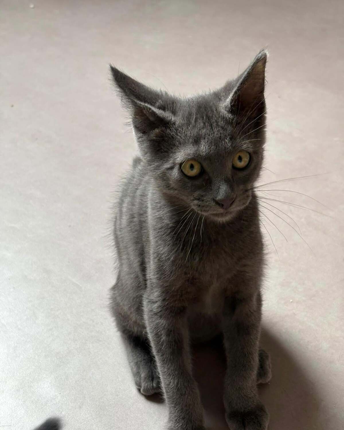 Adoption Blue