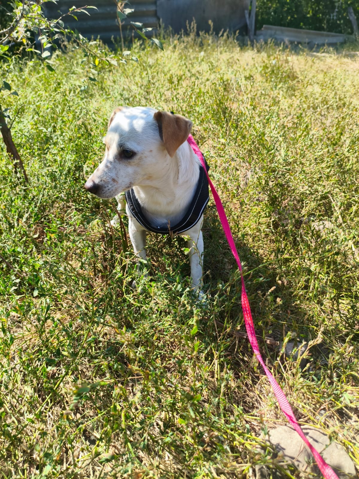 Adoption HARRY, de Ukraine