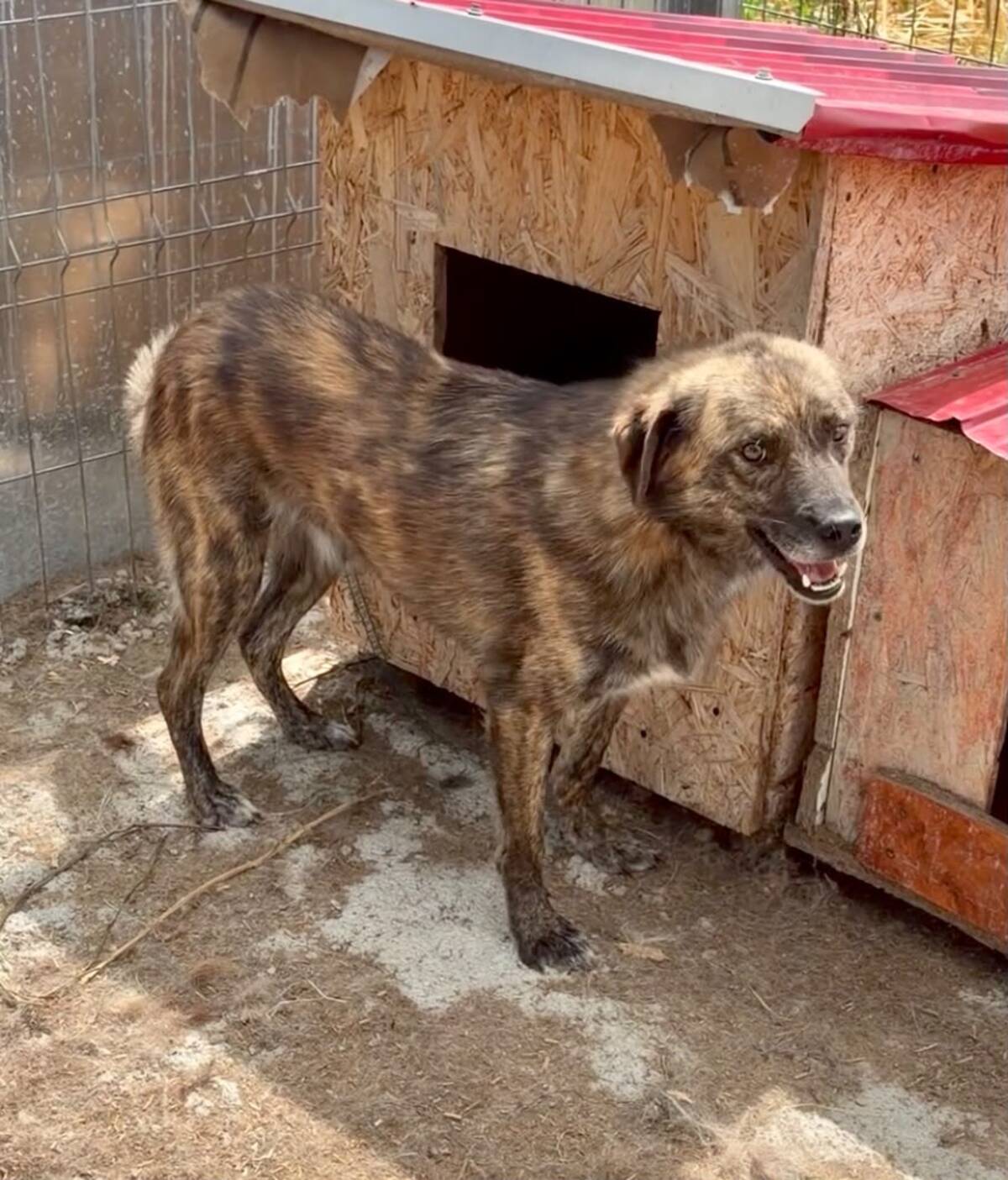 Adoption Flavio