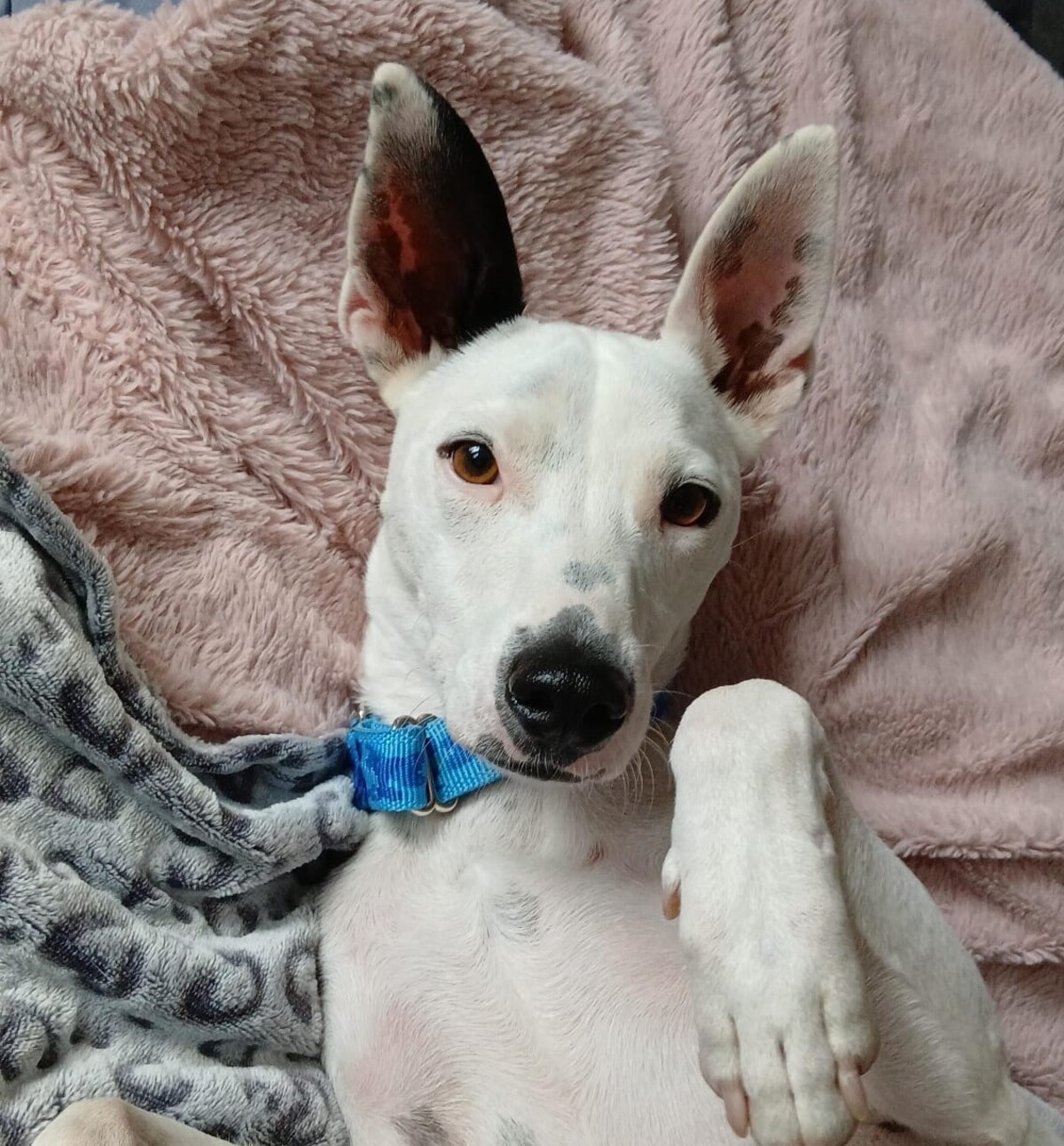 Adoption Tayson