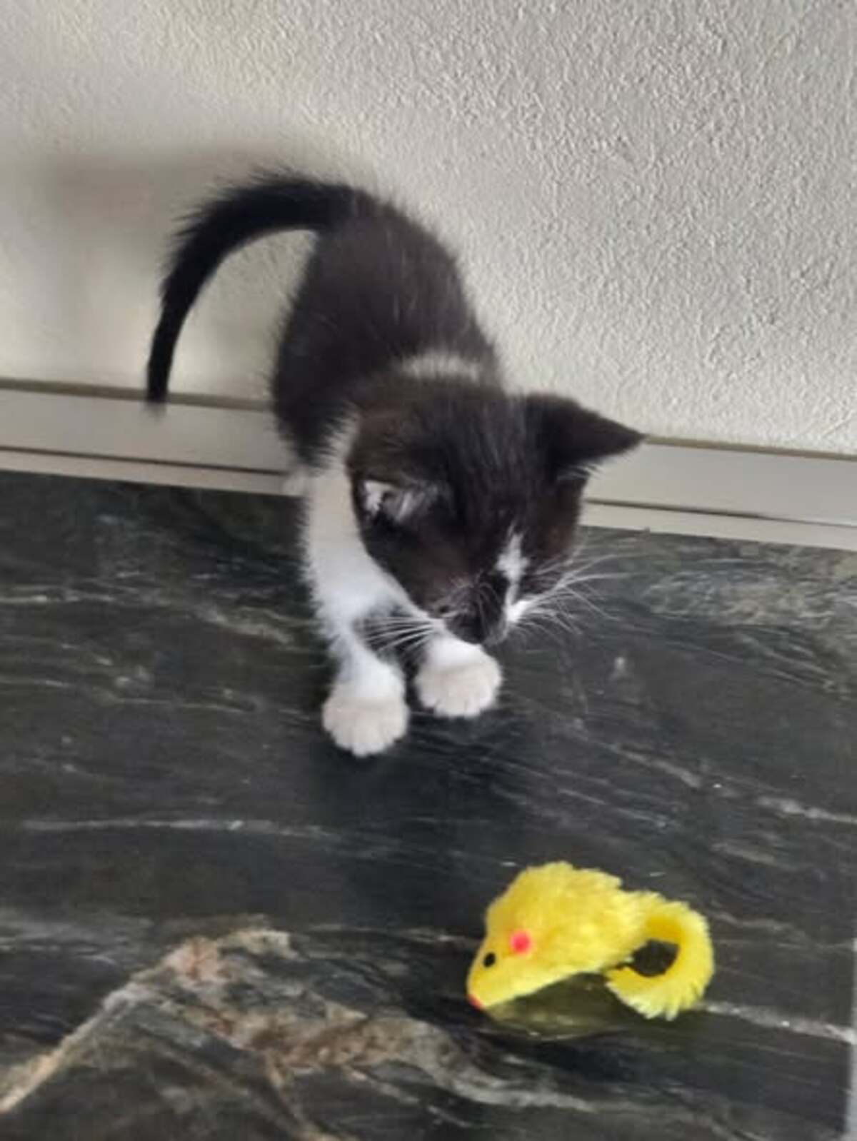 Adoption Pistache