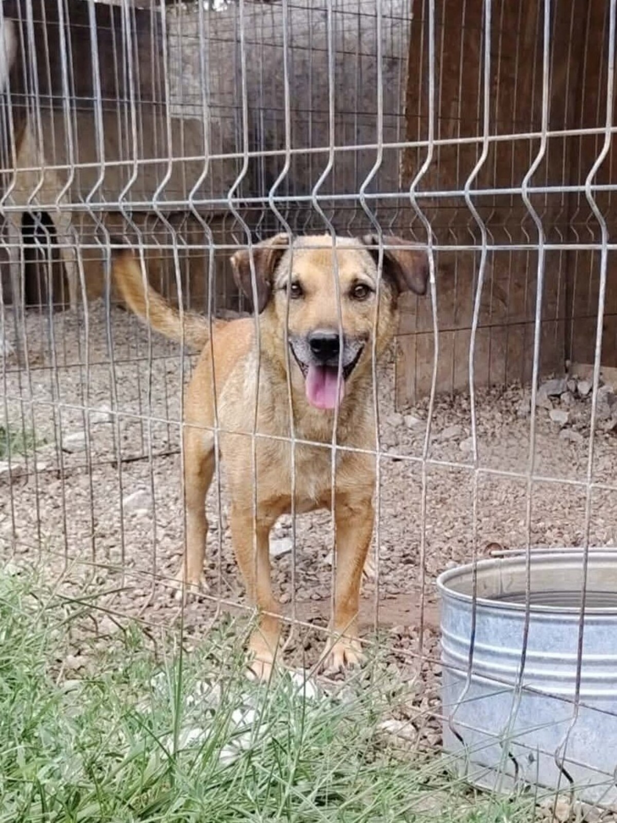 Adoption Buzz