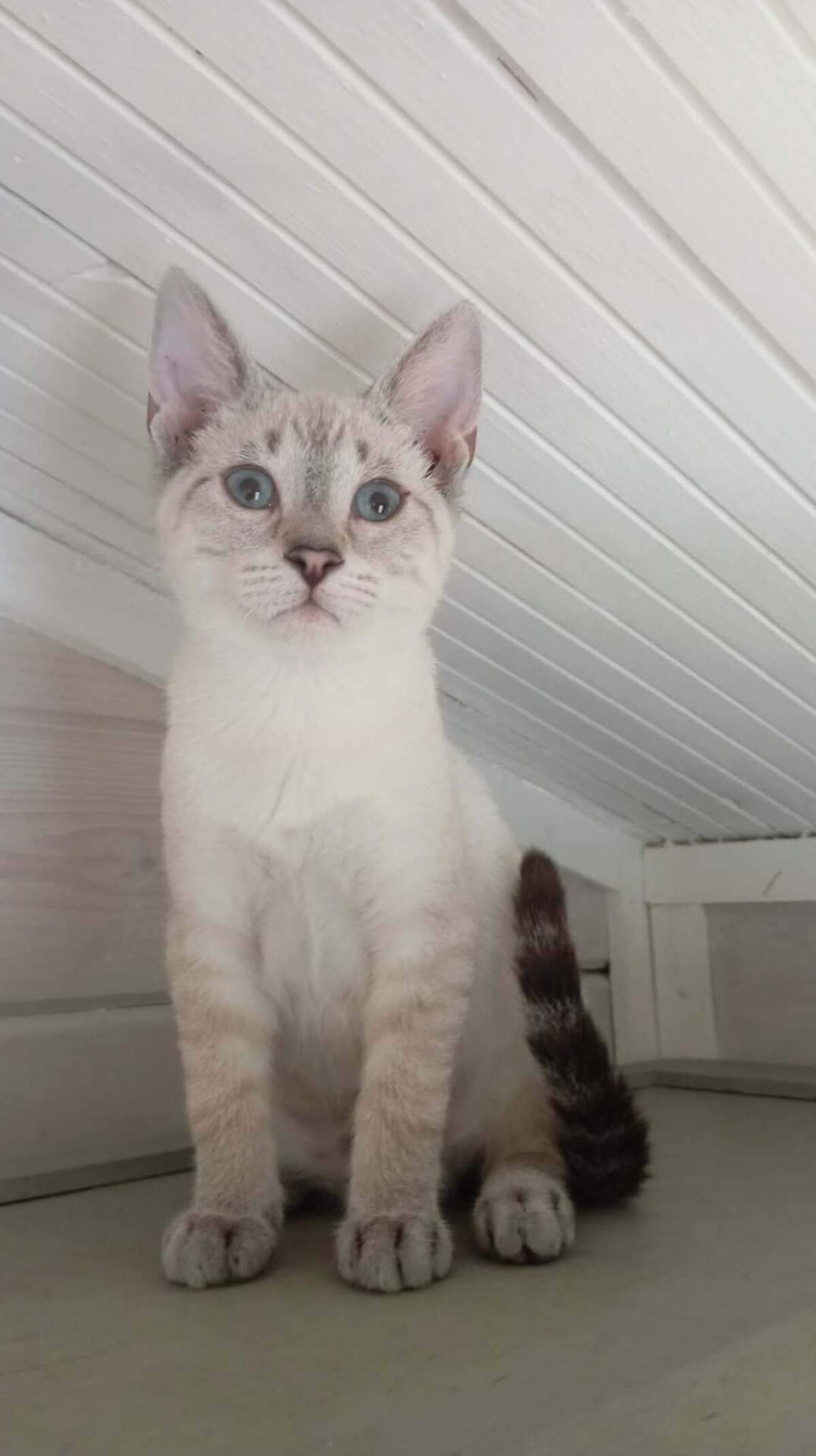 Adoption CHAÏ