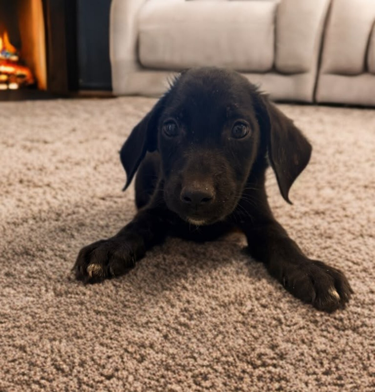 Adoption Xena