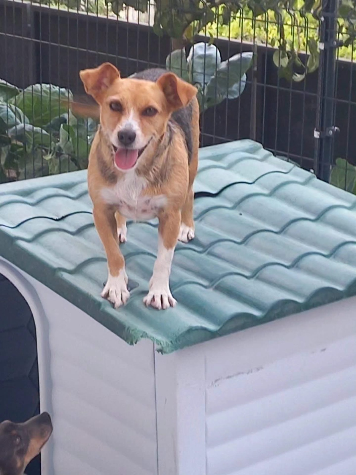 Adoption Kika