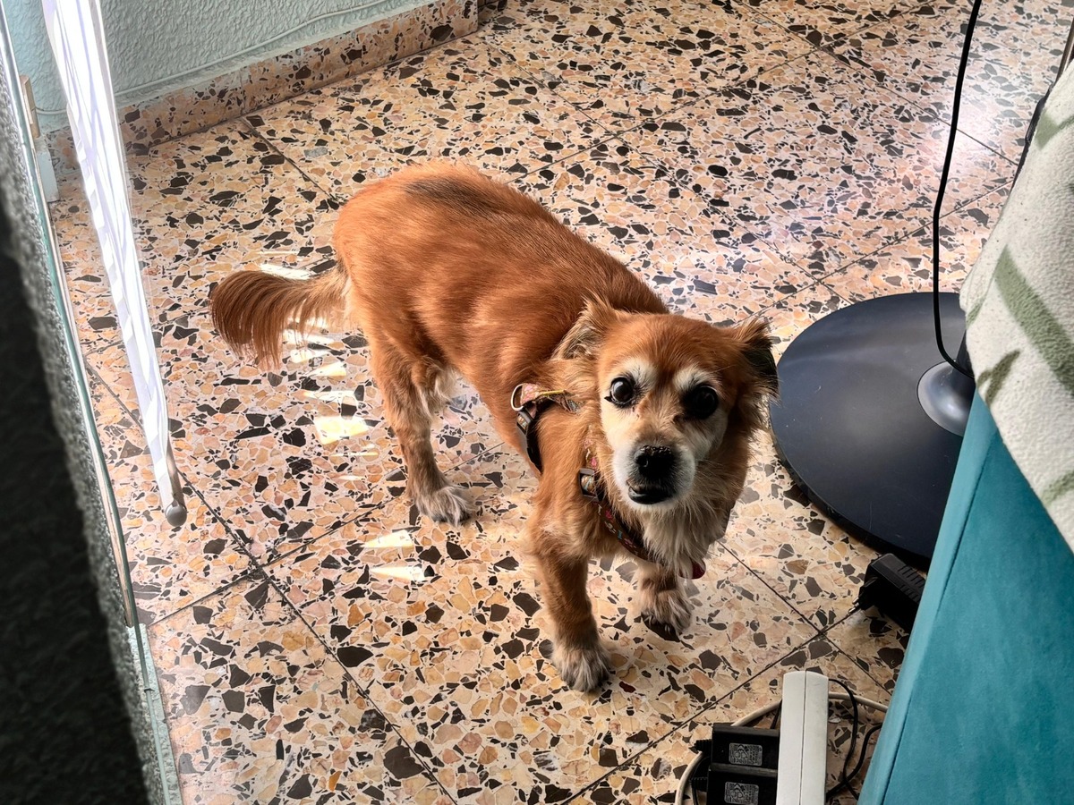 Adoption Linda