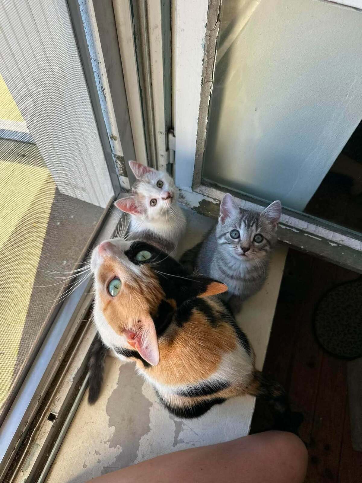 Adoption Milky