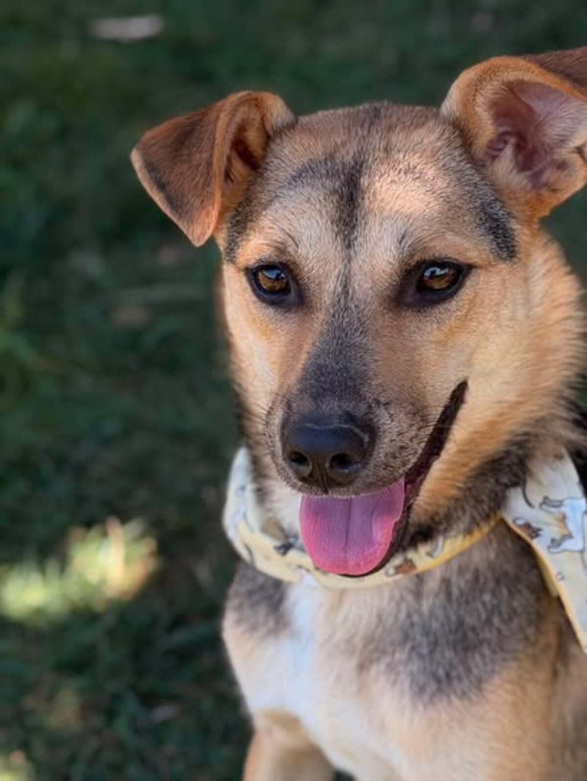 Adoption Bélize