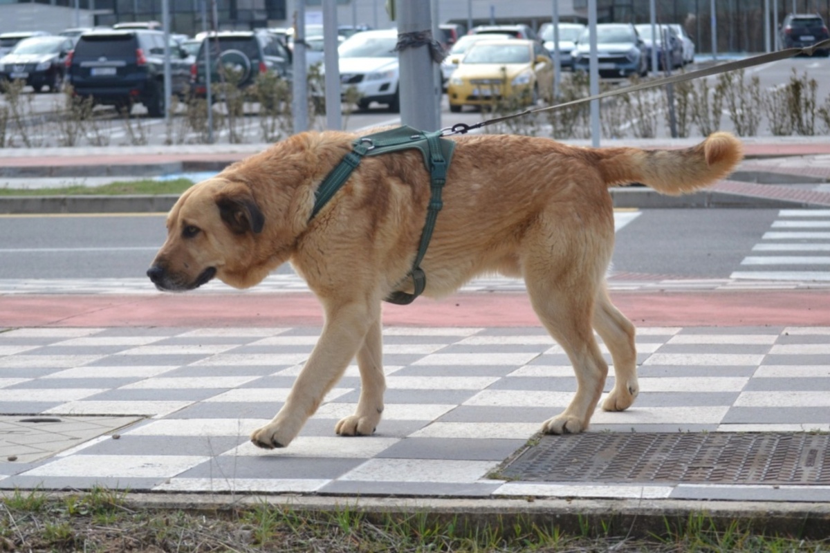Adoption TAO