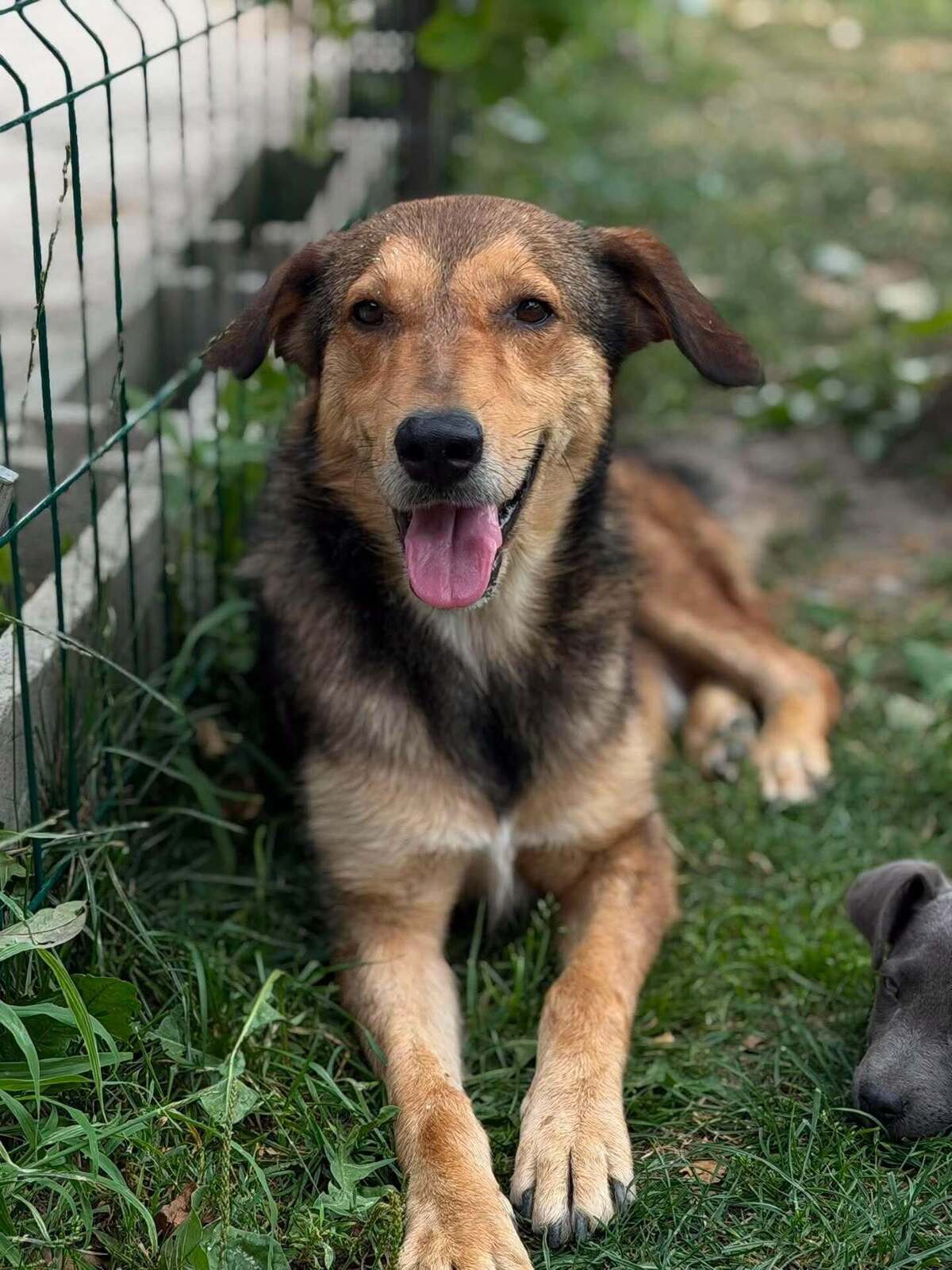 Adoption Kaito