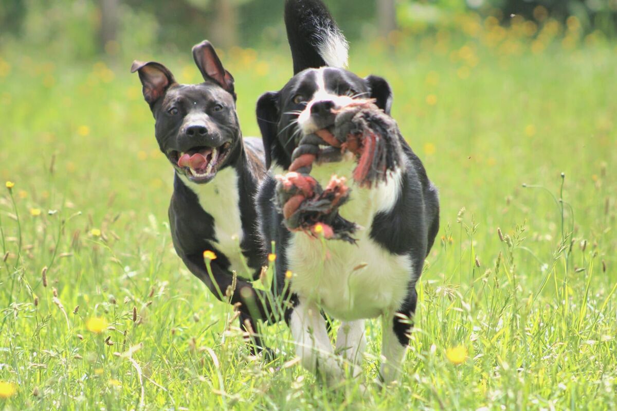 Adoption Daffy