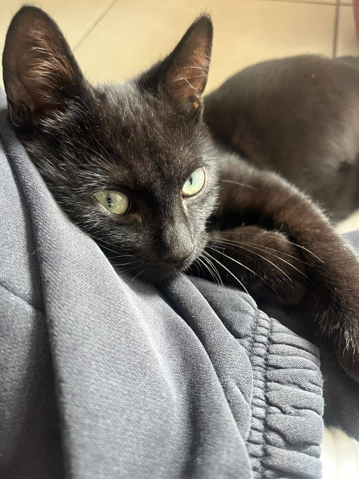 Adoption Léo