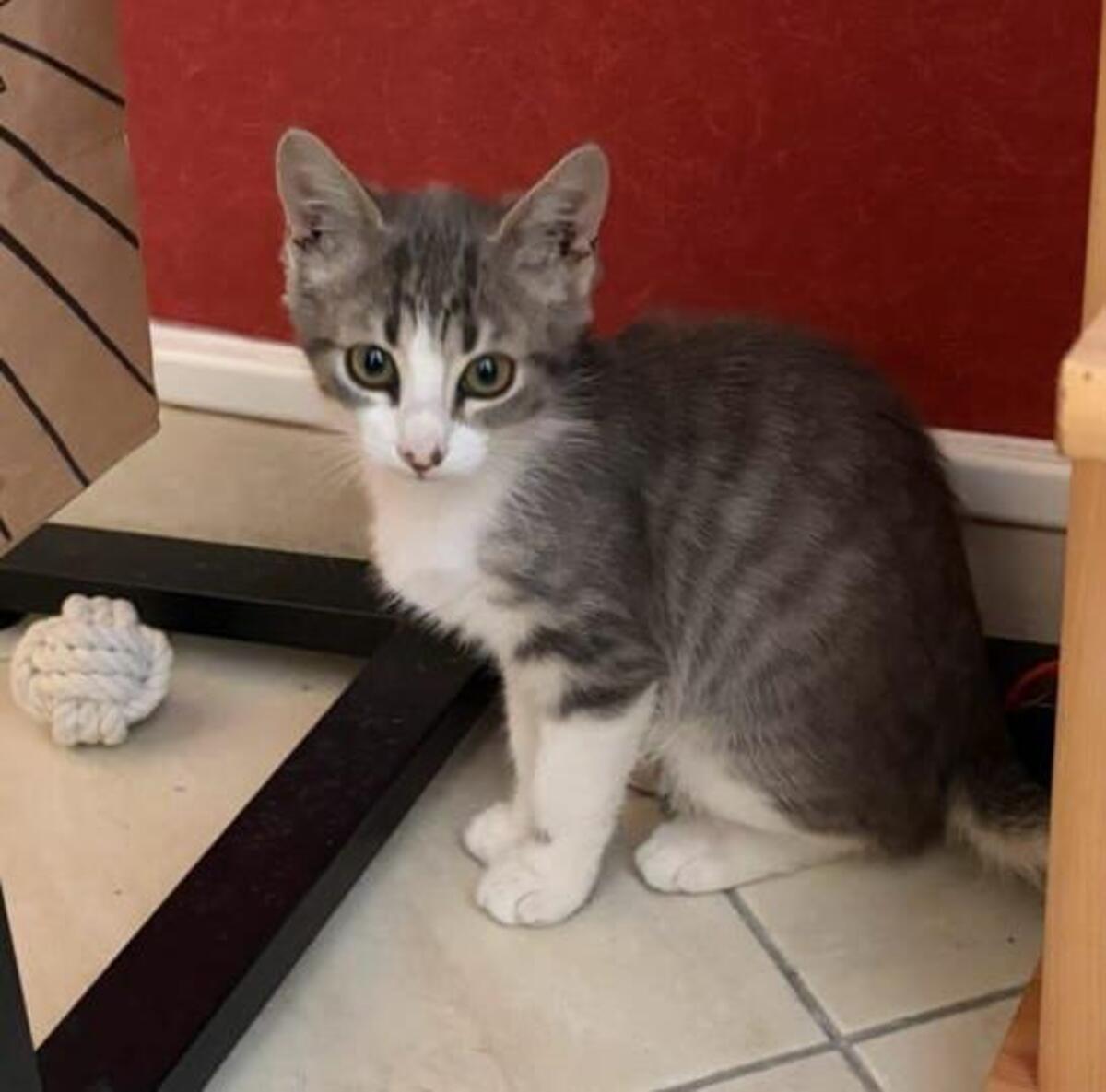 Adoption Jinx