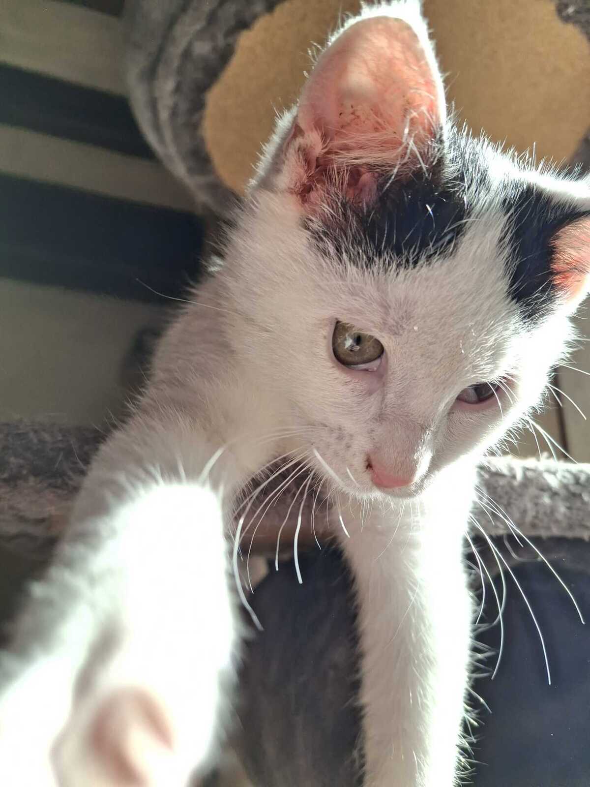 Adoption Doug