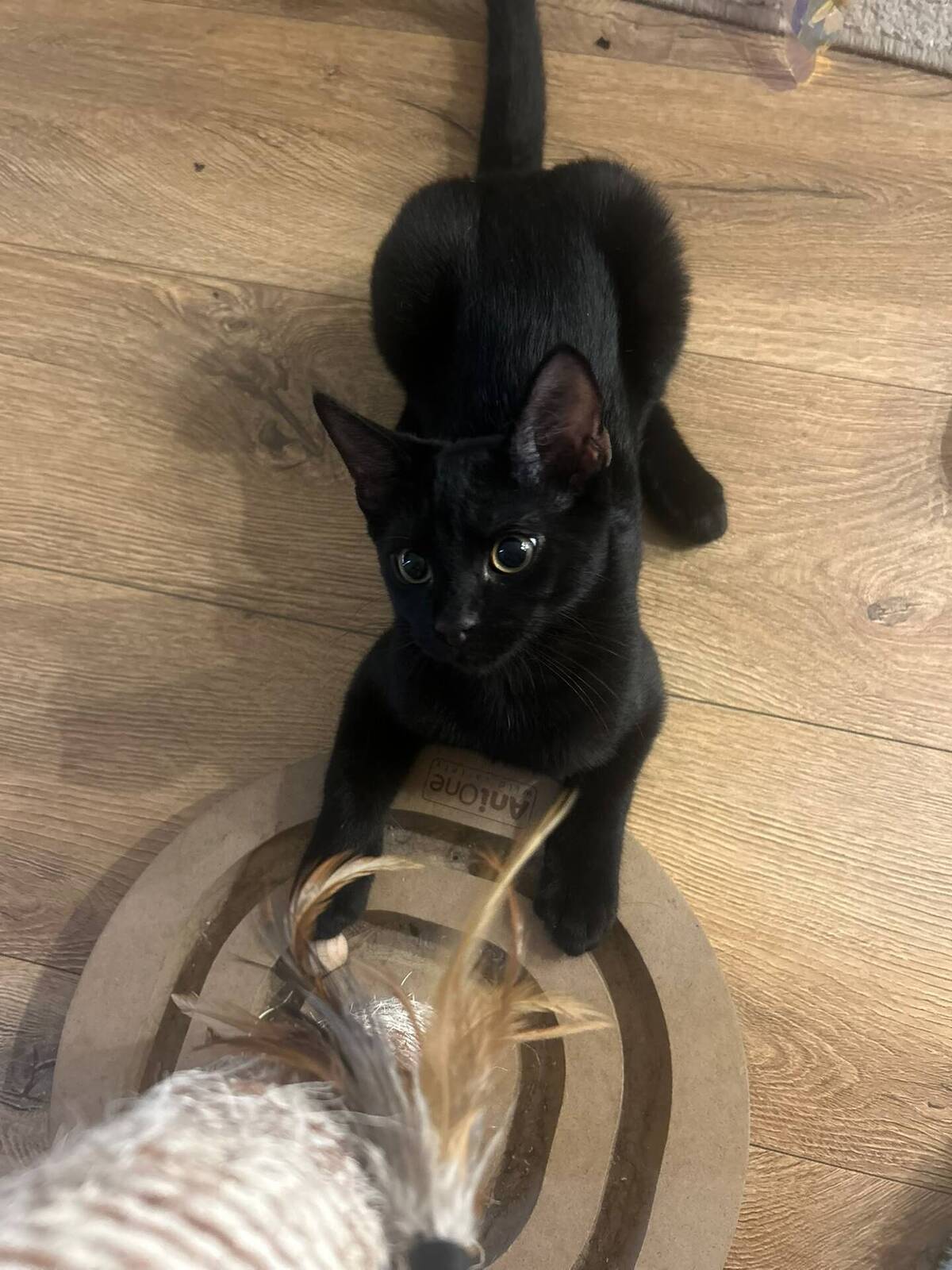 Adoption Mouwnny 