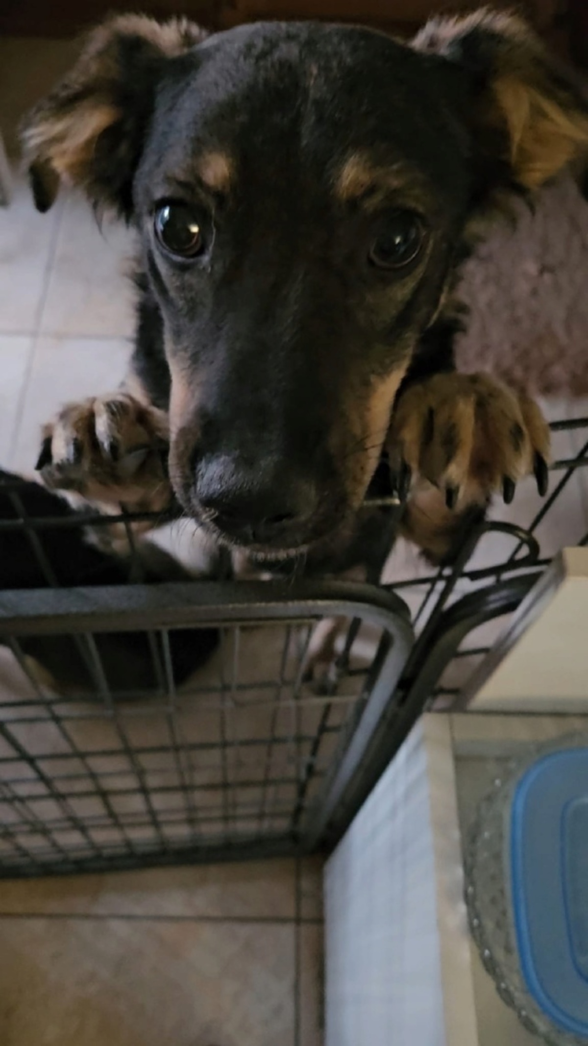 Adoption Benji