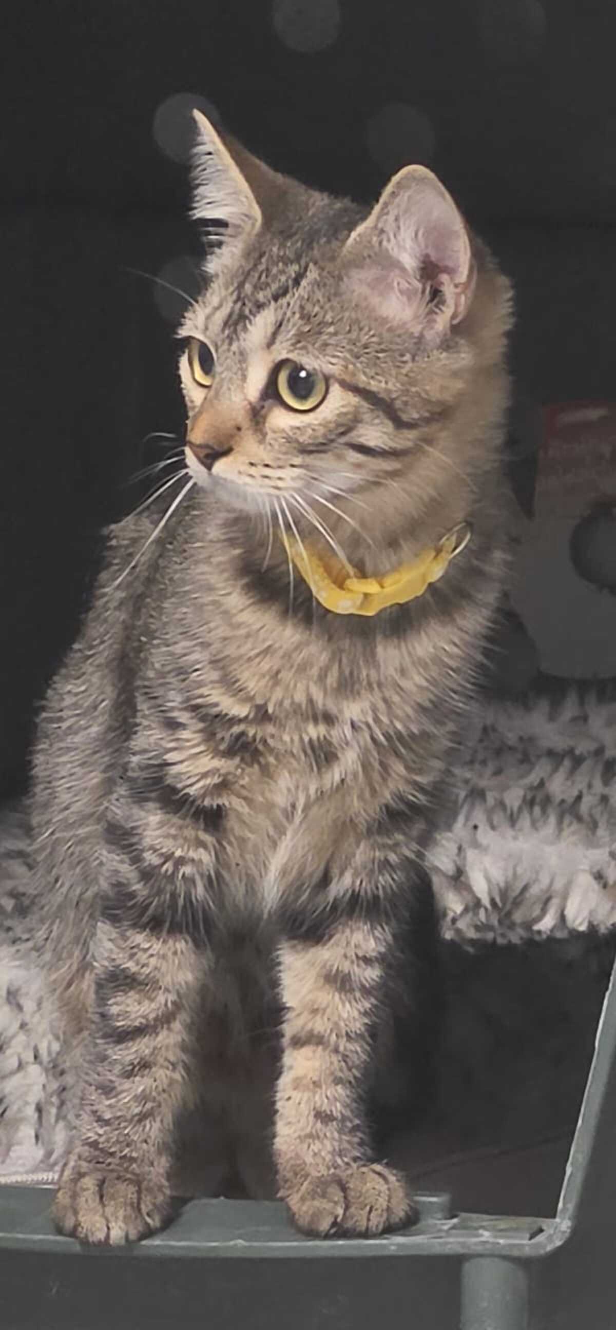 Adoption TITI