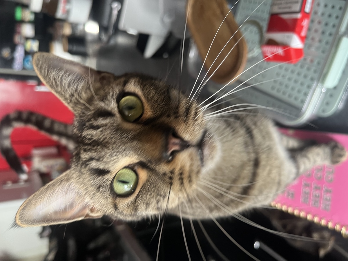 Adoption Aiko