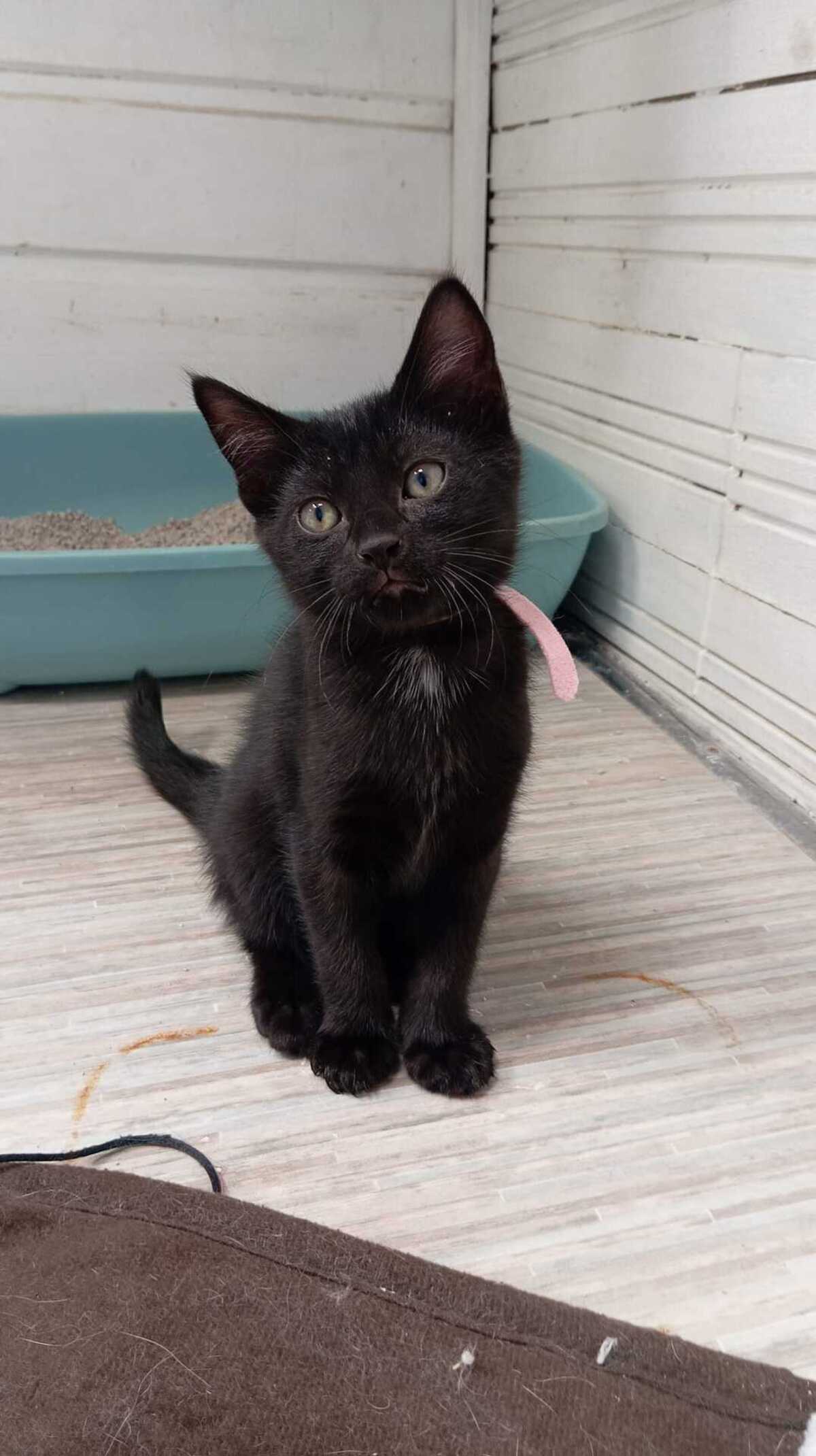 Adoption BRIGITTE