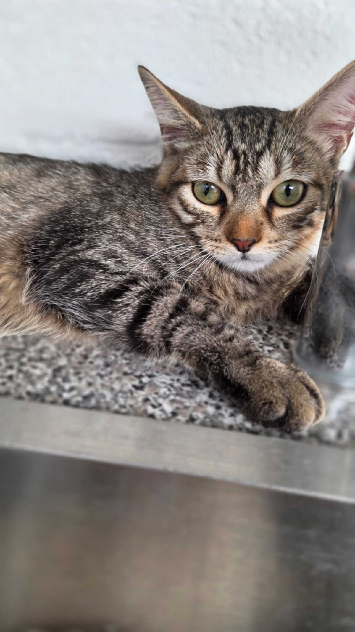 Adoption TITI