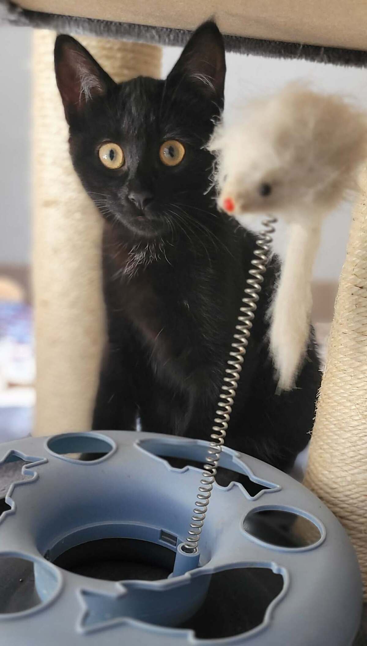 Adoption Bonnie