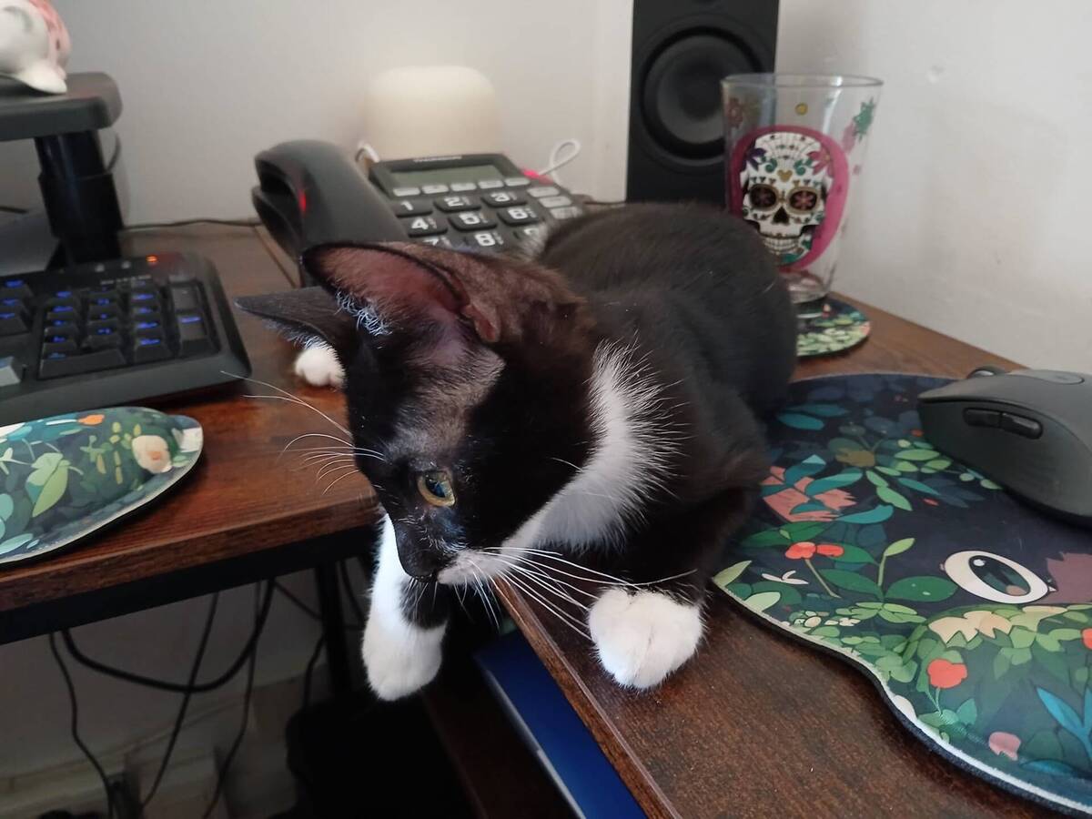 Adoption Bandit