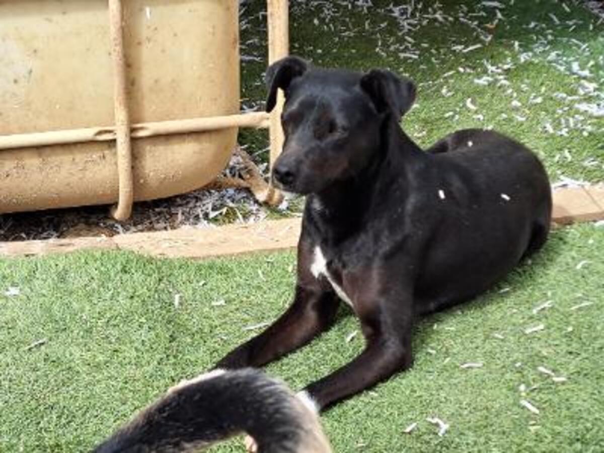 Adoption Helio