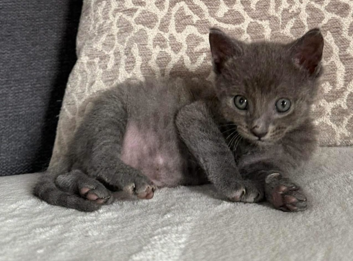 Adoption Biggyx 