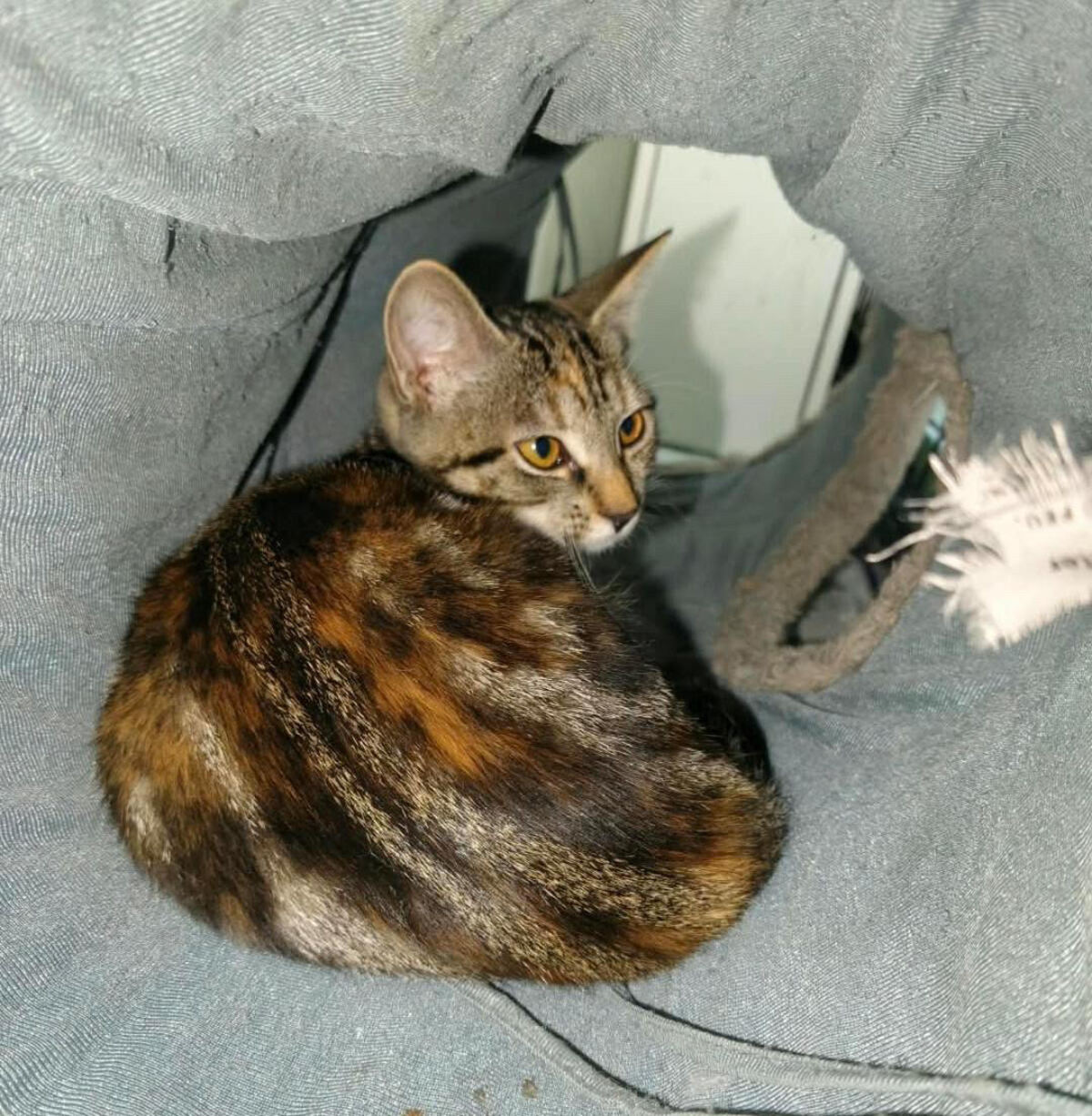 Adoption Happy