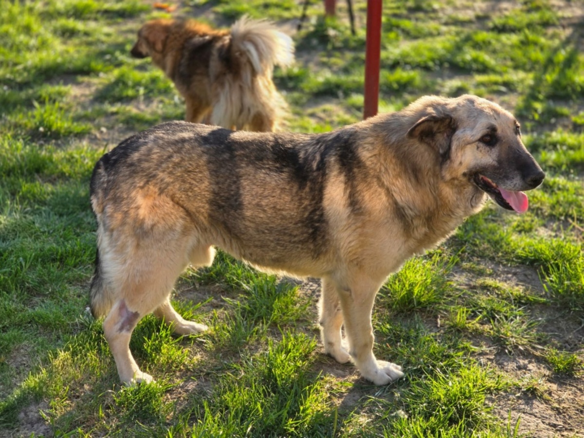 Adoption Falko
